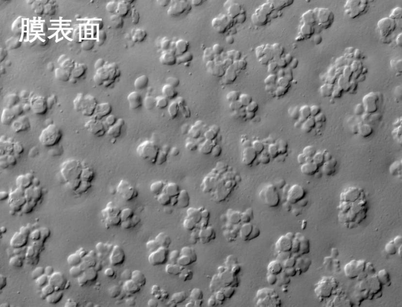 香蕉视频在线免费看燒結管式膜電鏡照片